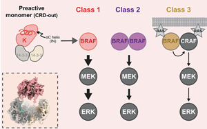 BRAF致癌突變通過αC螺旋位移解除自抑制的共通機(jī)制解析