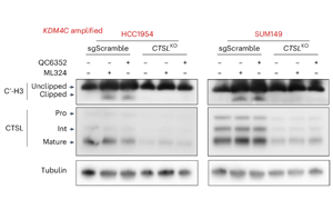 KDM4C抑制通過促進(jìn)組織蛋白酶L介導(dǎo)的組蛋白H3剪切抑制基底型乳腺癌腫瘤生長(zhǎng)