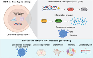 《Cell Reports Medicine》驚！基因編輯會(huì)觸發(fā)造血干細(xì)胞的炎癥、衰老樣反應(yīng)