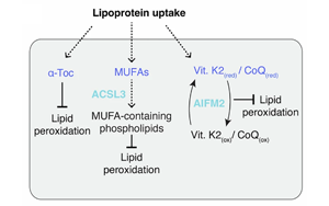 硫酸化糖胺聚糖介導(dǎo)的脂蛋白攝?。耗[瘤抵抗鐵死亡的關(guān)鍵機(jī)制