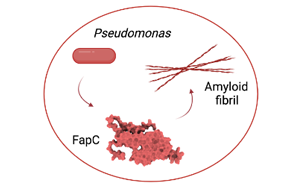 減緩阿爾茨海默病進(jìn)展，幽門桿菌有妙招