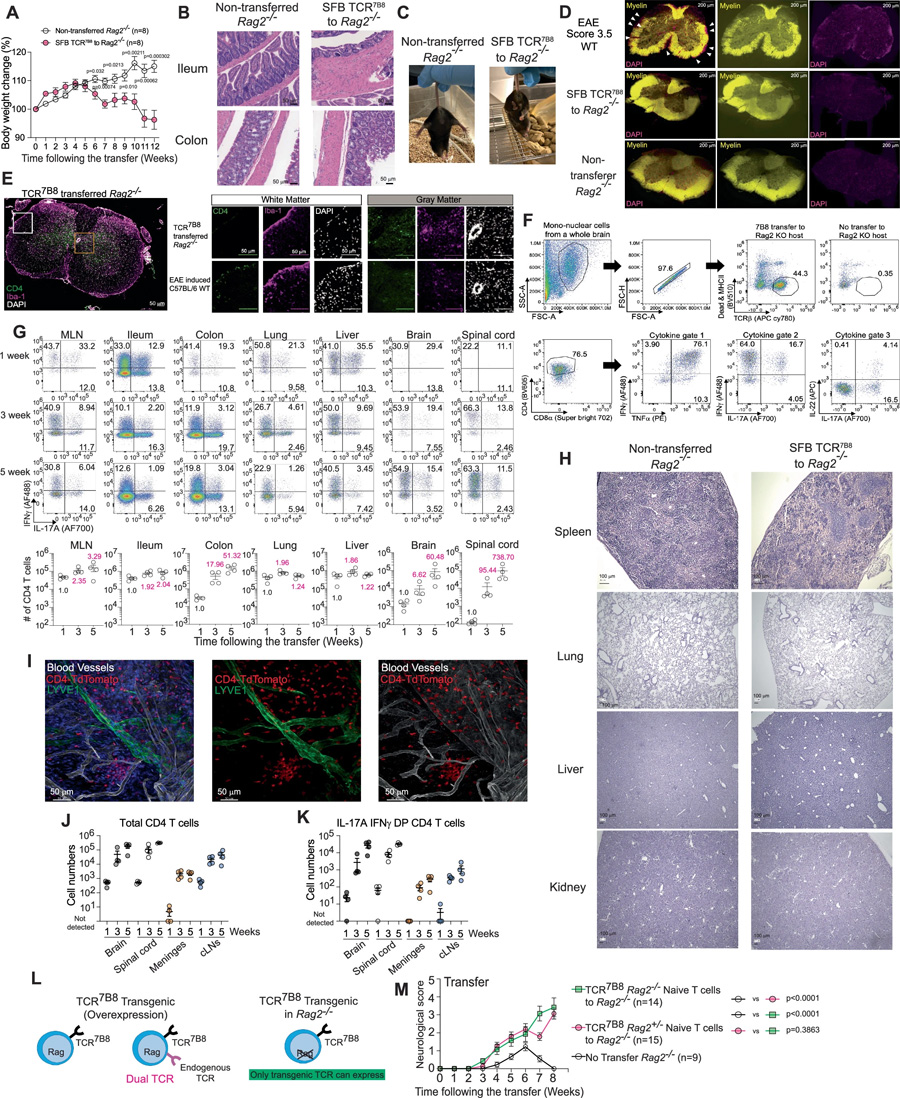  轉(zhuǎn)移的TCR7B8 CD4 T細(xì)胞在腸道和中樞神經(jīng)系統(tǒng)中擴(kuò)增并展現(xiàn)致病活性