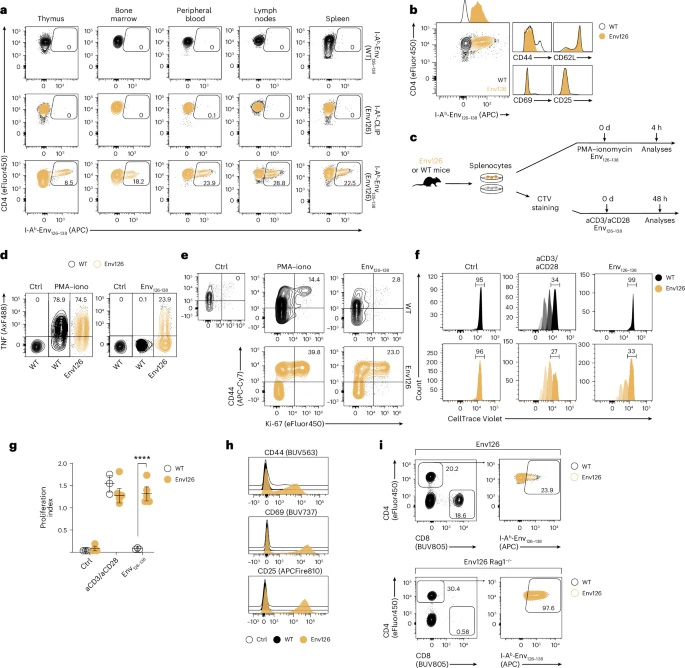 HBV特異性CD4+ TCR轉(zhuǎn)基因小鼠的構(gòu)建與表征 HBV特異性CD4+ TCR轉(zhuǎn)基因小鼠的構(gòu)建與表征