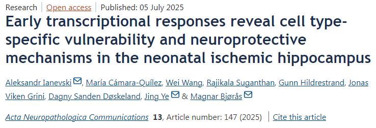 早期轉(zhuǎn)錄應(yīng)答揭示新生兒缺血性海馬中細(xì)胞類(lèi)型特異性的脆弱性與神經(jīng)保護(hù)機(jī)制