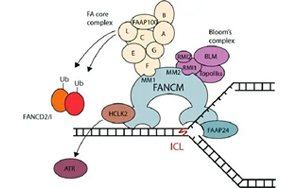 隱性FANCM癌癥綜合征：揭示高癌癥風(fēng)險(xiǎn)、化療毒性、染色體脆性和性腺功能衰竭的新型遺傳綜合征