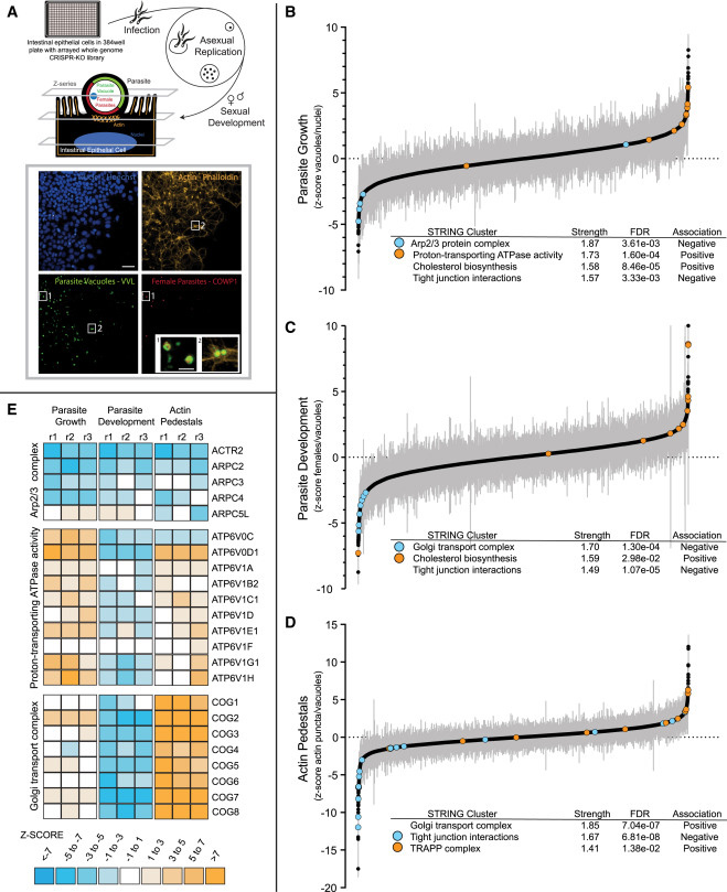 一項(xiàng)陣列式全基因組CRISPR-Cas9篩選揭示了微小隱孢子蟲(chóng)感染多種參數(shù)所需的宿主基因依賴性
