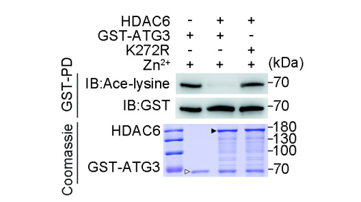 在缺乏持續(xù)抗原刺激的條件下，PD-1仍持續(xù)表達于小鼠和人類CD8+組織駐留記憶T細胞表面