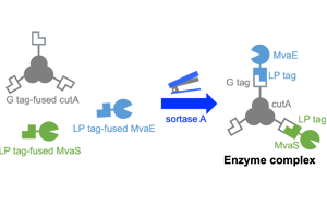 高品質(zhì)分選酶，Seebio? Sortase A，助力ADC研發(fā)，推動(dòng)前沿生物醫(yī)藥創(chuàng)新