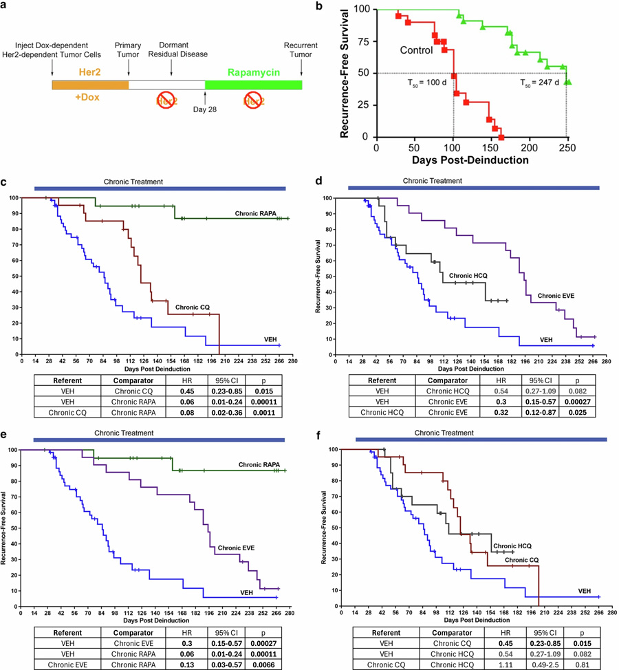 在小鼠CLEVER臨床前研究中，經(jīng)試驗藥物長期給藥后的無復(fù)發(fā)生存結(jié)局