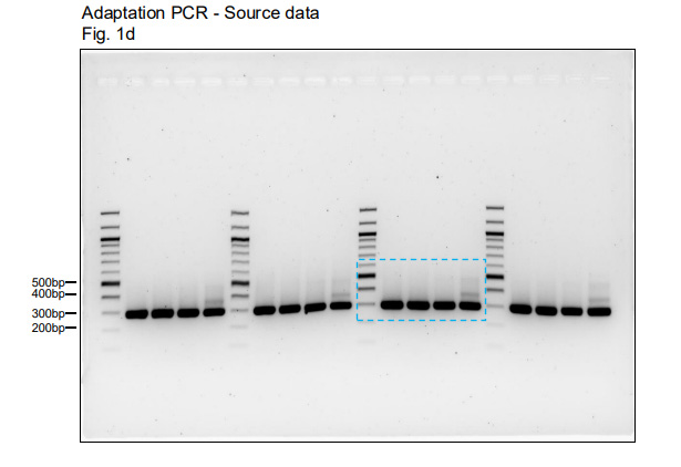 對(duì)于所有Northern和Western印跡實(shí)驗(yàn)，上樣量對(duì)照與目的信號(hào)均在同一塊凝膠/膜上進(jìn)行檢測(cè)。