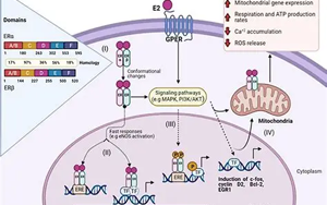 雌激素通過抑制ERα-Tau結(jié)合緩解七氟烷誘導的神經(jīng)毒性：年齡與性別差異的機制研究