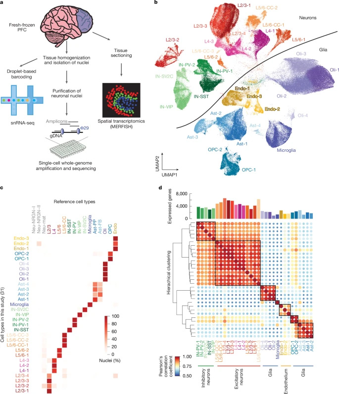 人類前額葉皮層中基于液滴法的單核RNA測序研究設(shè)計與特征分析 人類前額葉皮層中基于液滴法的單核RNA測序研究設(shè)計與特征分析
