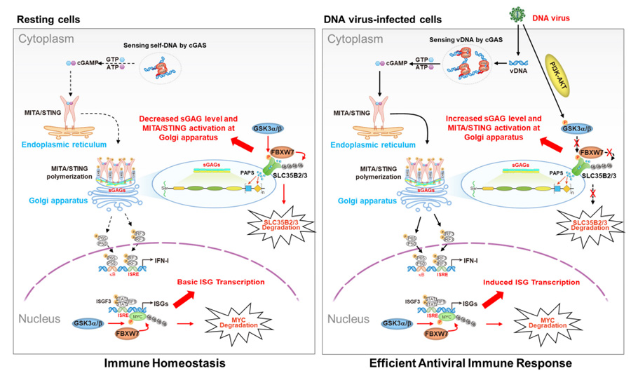 GSK3α/β-FBXW7分子軸調(diào)控MITA/STING蛋白活性及下游I型干擾素應(yīng)答通路的作用機制模型 GSK3α/β-FBXW7分子軸調(diào)控MITA/STING蛋白活性及下游I型干擾素應(yīng)答通路的作用機制模型