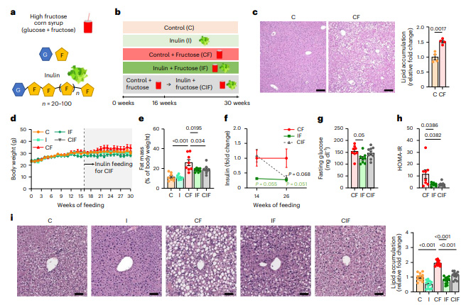 菊粉補(bǔ)充逆轉(zhuǎn)高果糖玉米糖漿誘導(dǎo)的代謝功能障礙