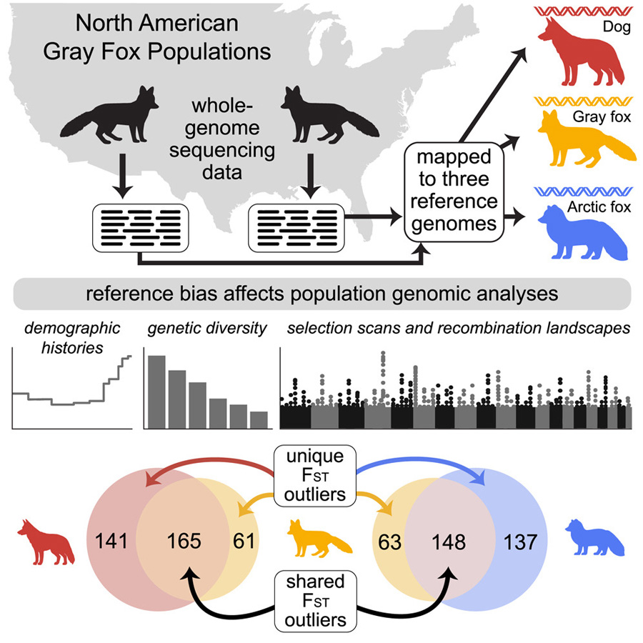 通過(guò)將灰狐的全基因組測(cè)序數(shù)據(jù)分別比對(duì)到同物種參考基因組 通過(guò)將灰狐的全基因組測(cè)序數(shù)據(jù)分別比對(duì)到同物種參考基因組