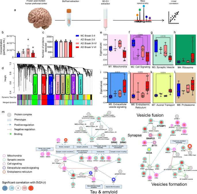 AD與NC腦源性細胞外囊泡的蛋白質(zhì)組學分析