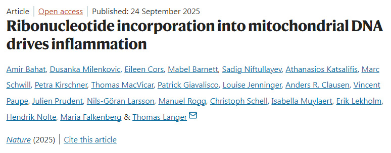 核糖核苷酸摻入線粒體DNA驅(qū)動炎癥反應 核糖核苷酸摻入線粒體DNA驅(qū)動炎癥反應