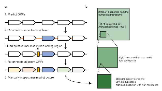 生物信息學(xué)逆轉(zhuǎn)錄子發(fā)現(xiàn)流程概述