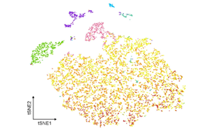 炎癥相關(guān)小膠質(zhì)細胞通過TNF信號軸破壞海馬膠質(zhì)網(wǎng)絡通訊驅(qū)動術(shù)后神經(jīng)認知障礙