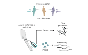 Nature：隨著年齡增長，免疫細胞如何發(fā)生變化？