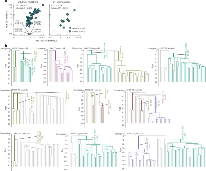 追溯長(zhǎng)效造血干細(xì)胞克隆的起源 追溯長(zhǎng)效造血干細(xì)胞克隆的起源