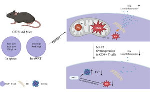 肥胖會改變脂肪組織中CD8+ T細(xì)胞的鐵代謝機(jī)制，從而加劇代謝性炎癥