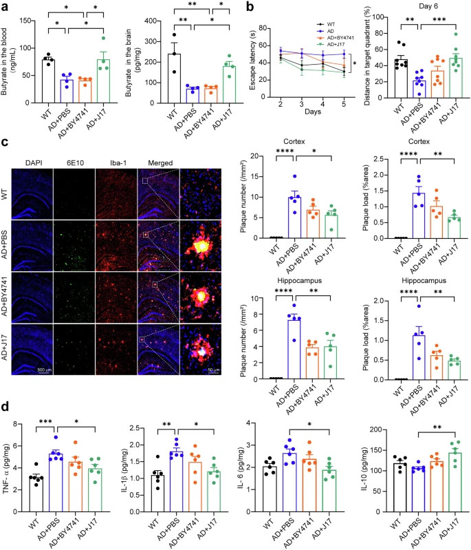 工程化產(chǎn)丁酸酵母（J17）可糾正丁酸缺乏，并改善APP23/PS45小鼠的阿爾茨海默癥相關(guān)表型