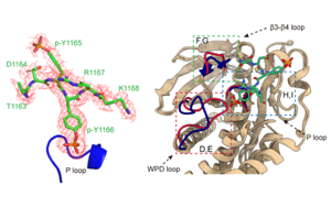 PTPN9通過去磷酸化IGF1R<sup>Y1165/1166</sup>增強(qiáng)膽管癌對酪氨酸激酶抑制劑的敏感性