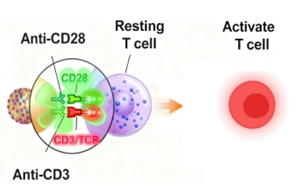 免疫細(xì)胞激活產(chǎn)品全覽：T細(xì)胞、NK細(xì)胞與DC細(xì)胞