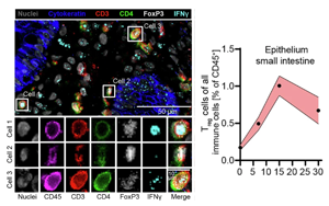 組織適應(yīng)性Treg細(xì)胞通過(guò)整合炎癥信號(hào)（IFN-γ/IL-10）激活mTORC1/Myc通路促進(jìn)治療相關(guān)腸道損傷修復(fù)的新機(jī)制