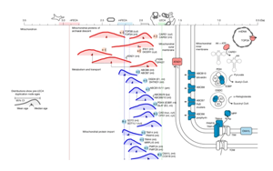 追溯基因復(fù)制時間揭示真核生物起源的演化藍(lán)圖