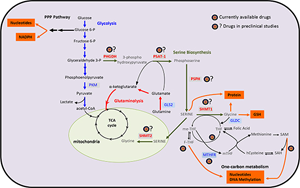 糖酵解來源的絲氨酸代謝受損是衰老相關足細胞損傷的關鍵驅動因素