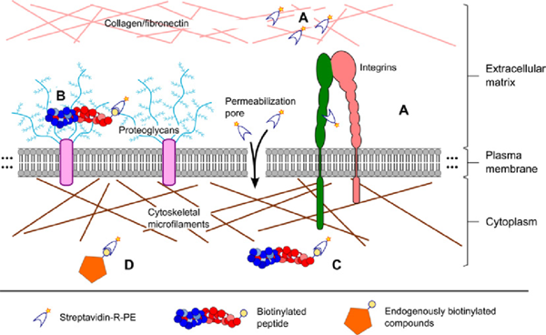 R-藻紅蛋白標(biāo)記鏈霉親和素（PE-SA）