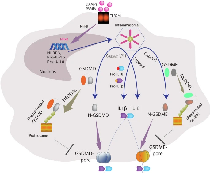 NEDD4L通過泛素化GSDMD與GSDME調(diào)控細胞焦亡