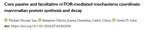 核心被動機制與兼性mTOR介導(dǎo)機制協(xié)同調(diào)控哺乳動物的蛋白質(zhì)合成與降解