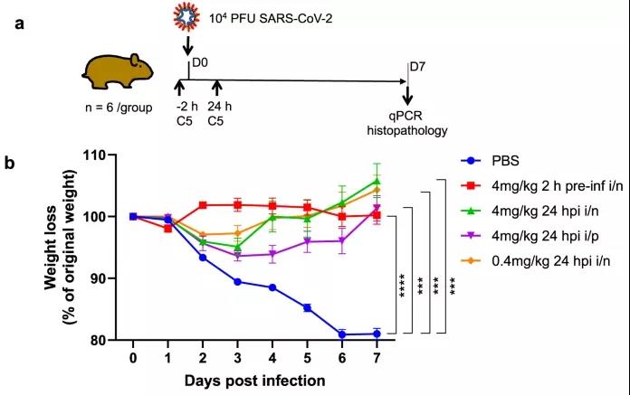 羊駝拯救世界？科學家發(fā)現(xiàn)，理想的COVID-19疫苗可能來自這一“神獸”