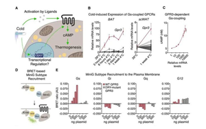 Cell突破：吃貨大軍感動哭！科學(xué)家找到一條新的燃脂通路，具有持久生效潛力