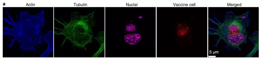 癌癥疫苗重大進展！ 《nature》子刊：科學家發(fā)明通過腫瘤細胞的低溫硅化來制造癌癥疫苗的技術