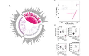 不只是護膚界“當紅炸子雞”！新研究揭示：煙酰胺還可調(diào)節(jié)視網(wǎng)膜功能，有效改善青光眼