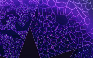 新研究發(fā)現(xiàn)：口腔細菌或能激活致癌基因