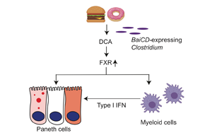 Cell子刊：腸道炎癥、感染的原因找到了，都是披薩漢堡惹的禍！