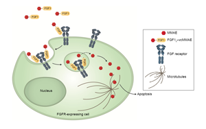 Cell子刊：糖尿病治療新突破！科學(xué)家發(fā)現(xiàn)了獨立于胰島素之外的新降糖途徑