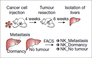癌癥治療新發(fā)現(xiàn)！Nature 揭秘腫瘤細胞“休眠”機制，有效預(yù)防轉(zhuǎn)移癌