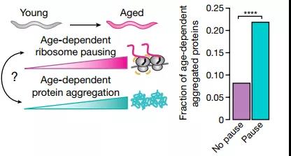 核糖體停頓+蛋白質(zhì)失衡，時(shí)間這把“殺豬刀”！