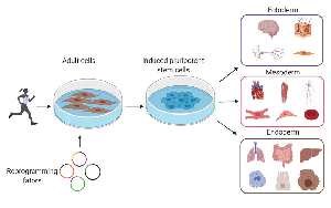 基于DNBelab C4和DNBSEQ測(cè)序技術(shù)，中科院、華大研究院等在單細(xì)胞領(lǐng)域重大突破在Nature發(fā)表