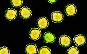 傳播速度快！新變體BA.2.12.1“風(fēng)靡”北美