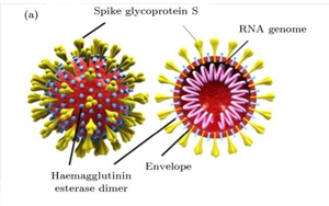 Nature：流感疫苗竟可降低90%的新冠重癥！