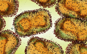 猴痘病毒新基因測(cè)序結(jié)果公布，近似于英國三年前毒株