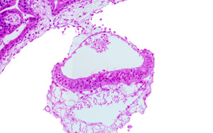 解開(kāi)干細(xì)胞之謎：我們離在培養(yǎng)皿中制造器官又近了一步