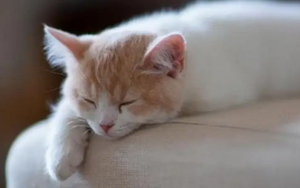 發(fā)燒后沒(méi)胃口？Nature揭示背后機(jī)制